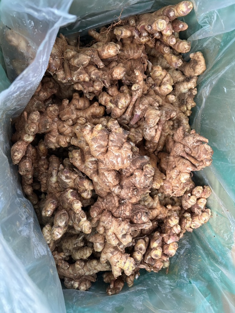 云南小黄姜大量有货价格便宜欢迎各大客商对接我是产地代办