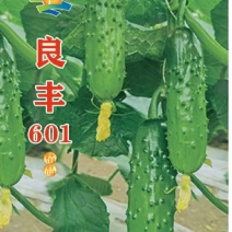黄瓜种子良丰601全雌亮绿色顺直耐寒耐热全年可种