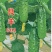 黄瓜种子良丰601全雌亮绿色顺直耐寒耐热全年可种