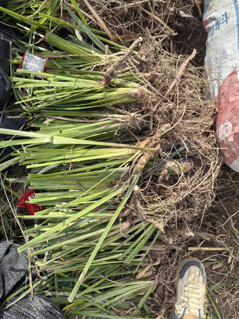 福建莆田石菖蒲苗，4年苗，大量供应，欢迎咨询下单