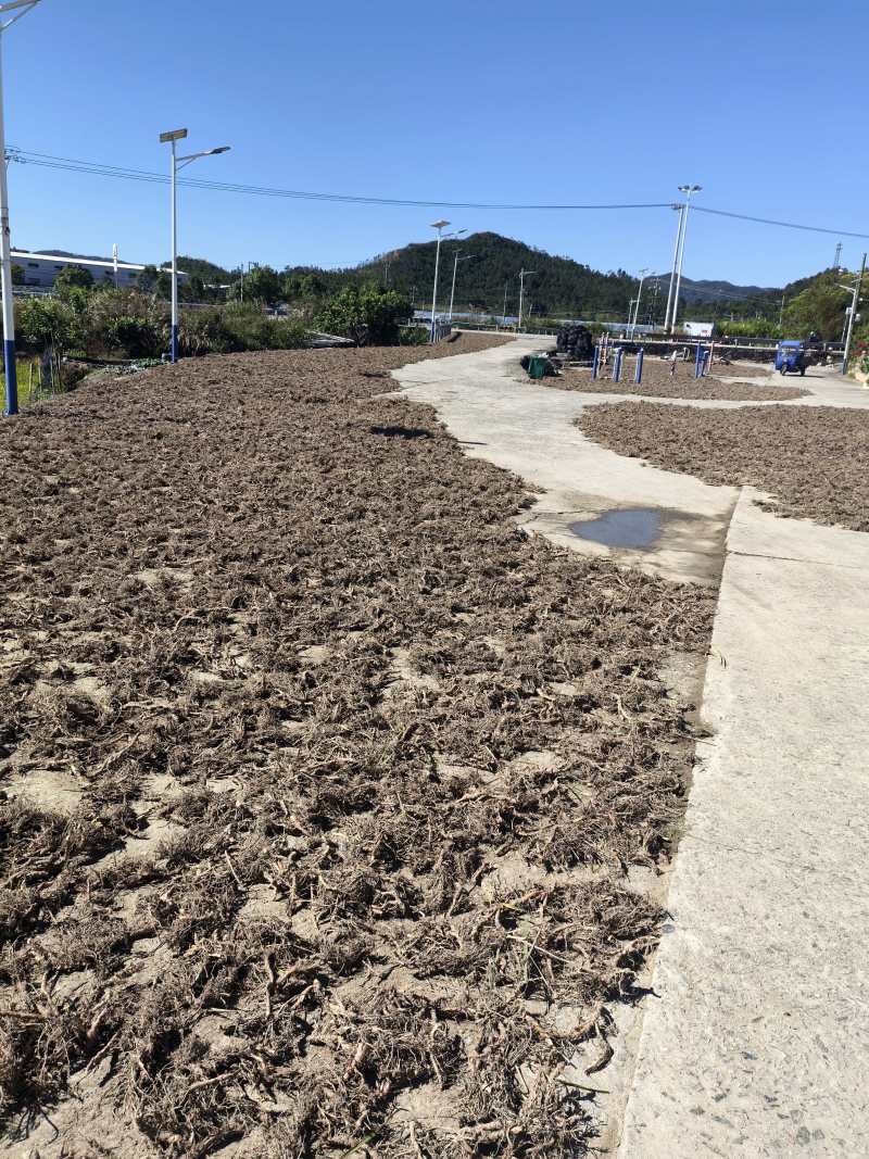 福建莆田石菖蒲苗，4年苗，大量供应，欢迎咨询下单