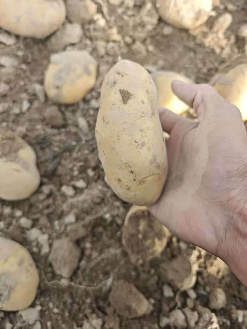 黄皮黄心大土豆，产地直发