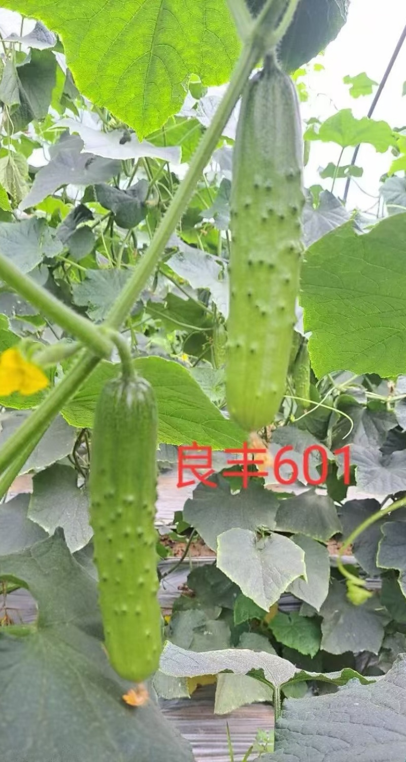 黄瓜种子良丰601全雌亮绿色顺直耐寒耐热全年可种