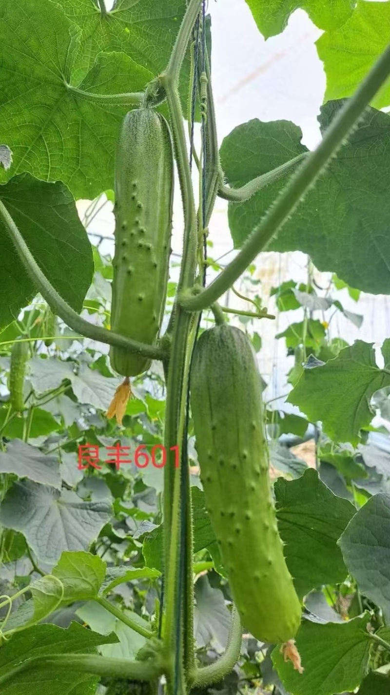 黄瓜种子良丰601全雌亮绿色顺直耐寒耐热全年可种