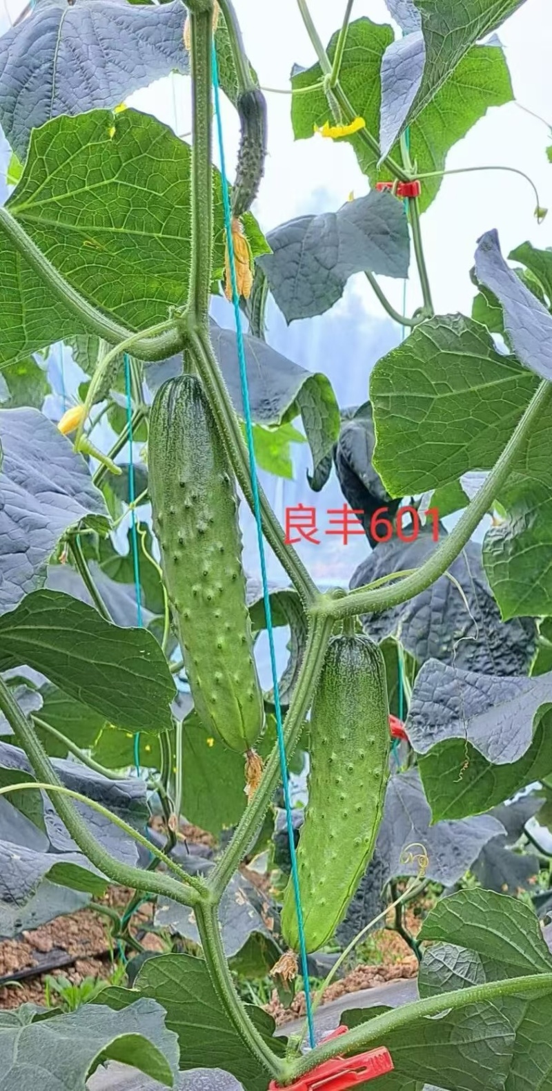 黄瓜种子良丰601全雌亮绿色顺直耐寒耐热全年可种