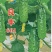 黄瓜种子良丰601全雌亮绿色顺直耐寒耐热全年可种