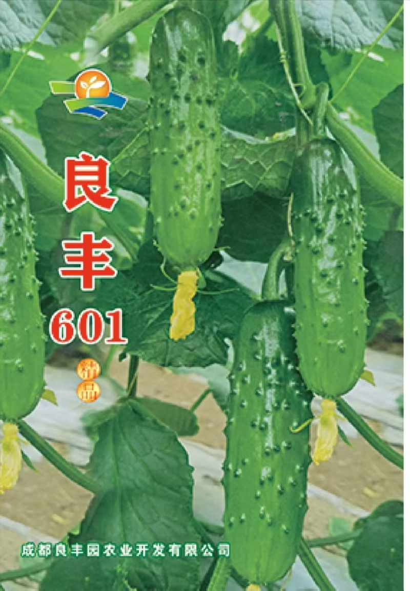 黄瓜种子良丰601全雌亮绿色顺直耐寒耐热全年可种