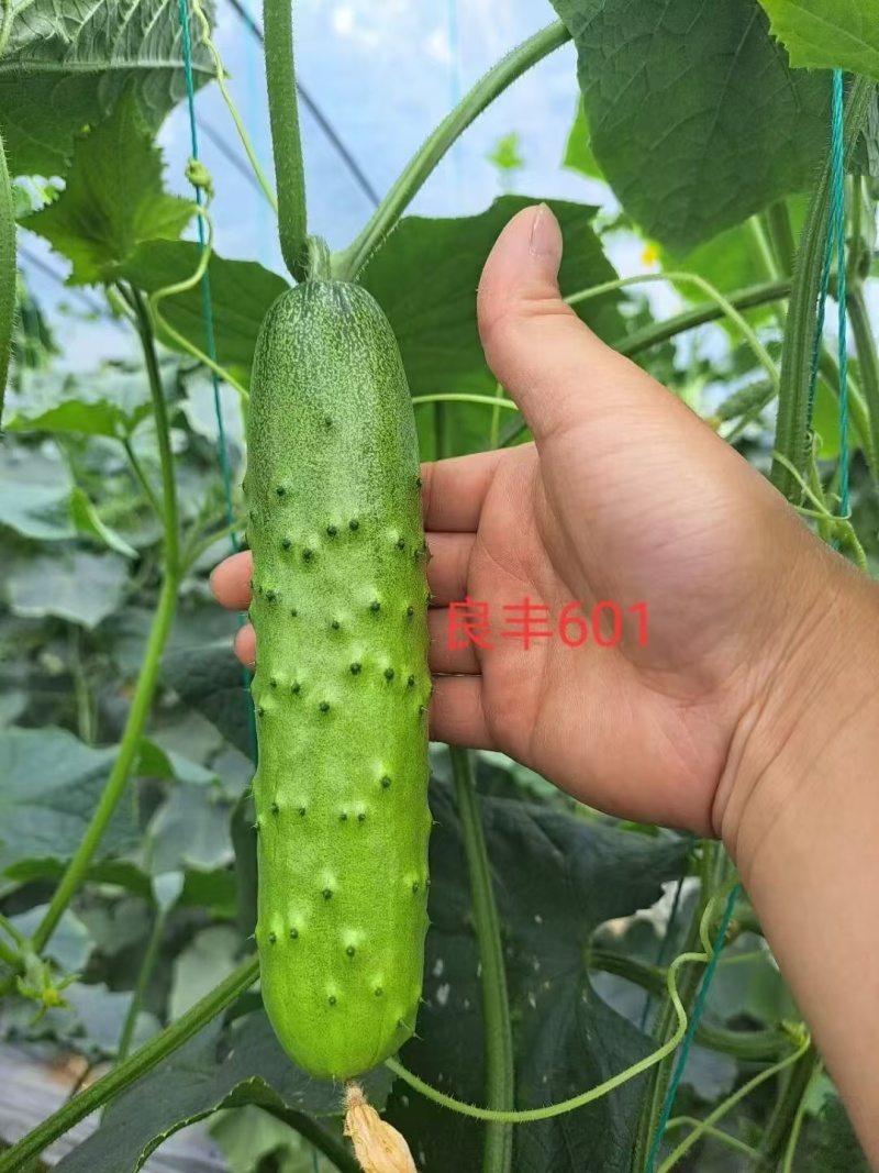 黄瓜种子良丰601全雌亮绿色顺直耐寒耐热全年可种