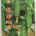 黄瓜种子良丰601全雌亮绿色顺直耐寒耐热全年可种