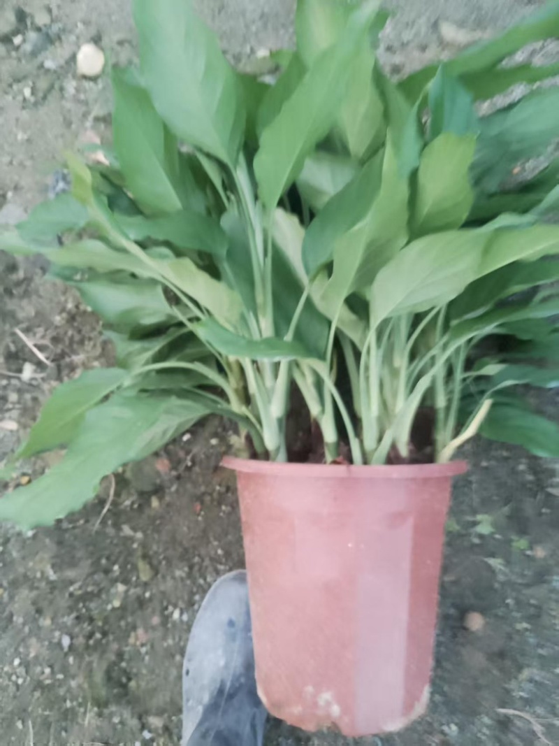 万年青/盆栽/观叶植物广东江门/采购批发