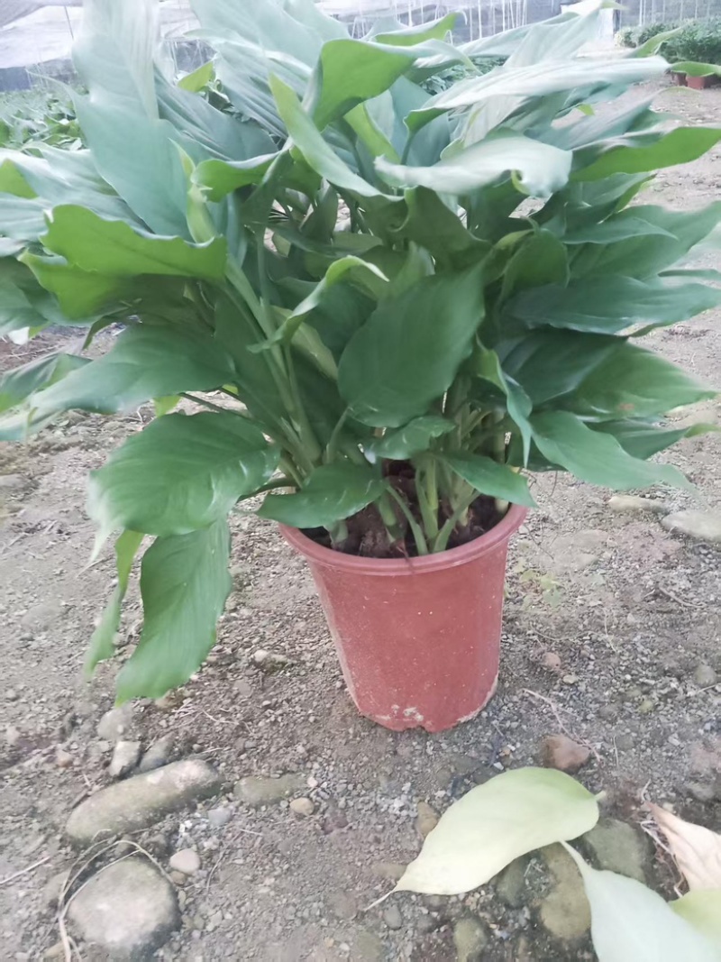 万年青/盆栽/观叶植物广东江门/采购批发