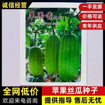 苹果香丝瓜种籽大果椭圆形可生食香丝瓜种子抗氧化喜湿高产