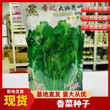 国外引进品种香妃大叶香菜种子耐热耐寒耐抽苔香味浓春秋种