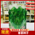 国外引进品种香妃大叶香菜种子耐热耐寒耐抽苔香味浓春秋种