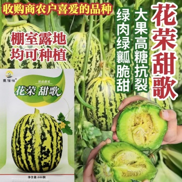 花荣甜歌甜瓜种子大果花皮绿肉高糖杂交甜瓜种籽抗裂大棚露地