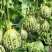 花荣甜歌甜瓜种子大果花皮绿肉高糖杂交甜瓜种籽抗裂大棚露地