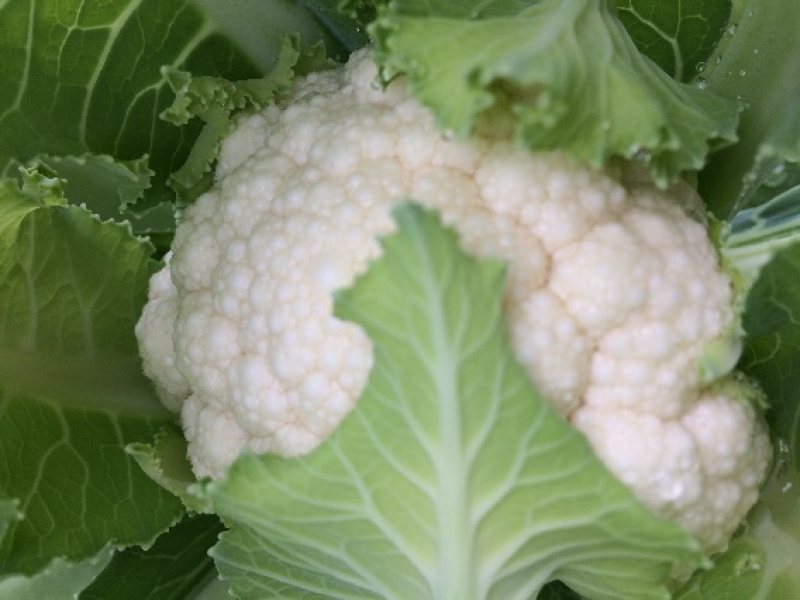 湖北精品花椰菜基地直供大量供应量大质优欢迎咨询
