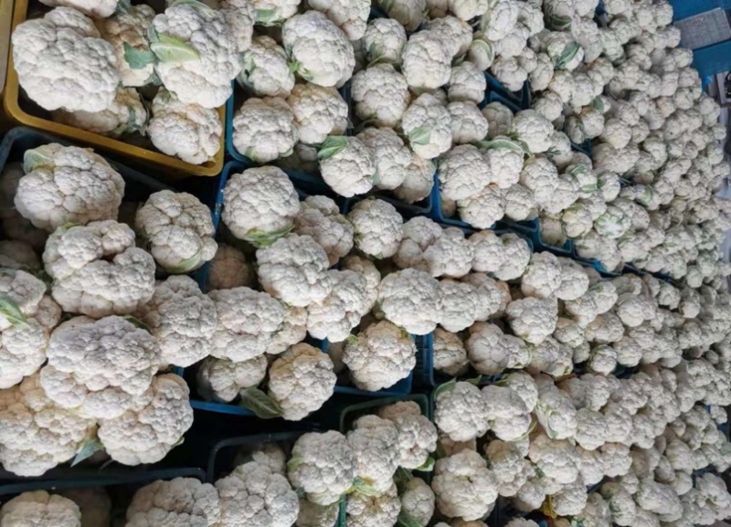 湖北精品花椰菜基地直供大量供应量大质优欢迎咨询