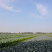 湖北精品花椰菜基地直供大量供应量大质优欢迎咨询