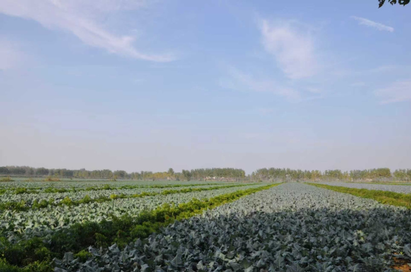 湖北精品花椰菜基地直供大量供应量大质优欢迎咨询