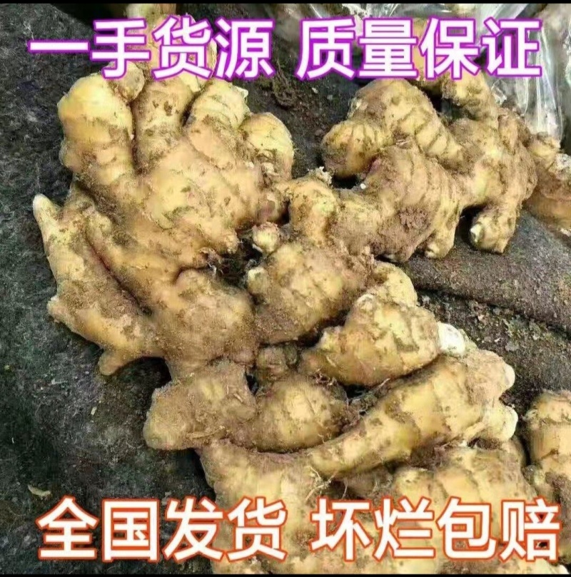 安徽生姜老姜大姜鲜姜块头大辣味足支持全国发货保质保量