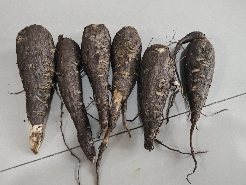 紫茉莉根