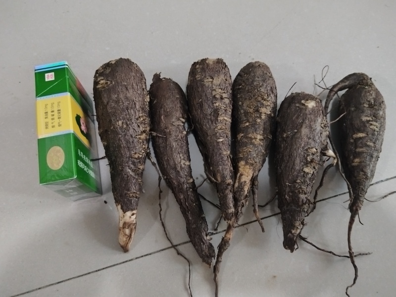 紫茉莉根