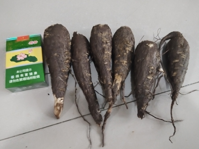 紫茉莉根