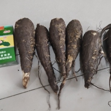紫茉莉根