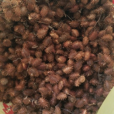 野生苍耳子