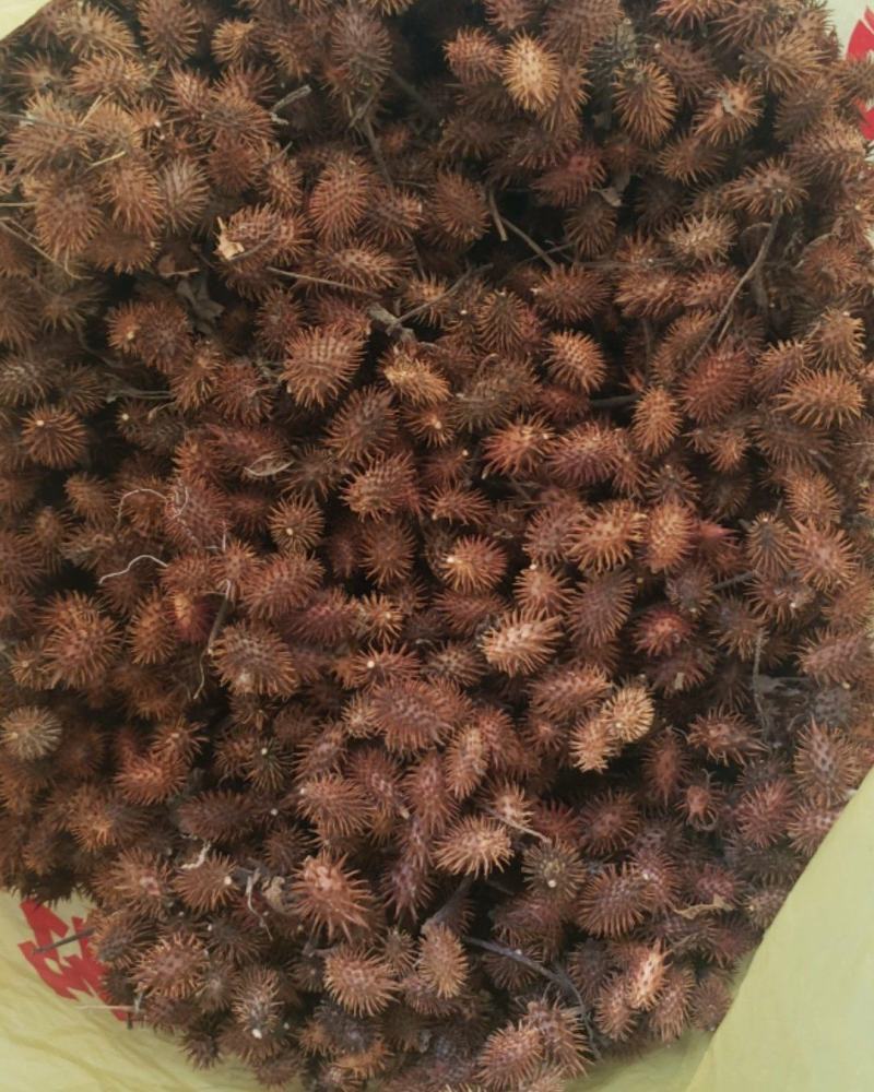 野生苍耳子