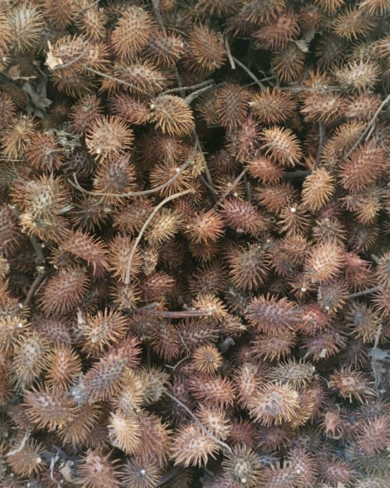 野生苍耳子