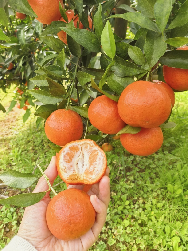 湖北精品东方红蜜桔产地直发一手货源保质保量全国发