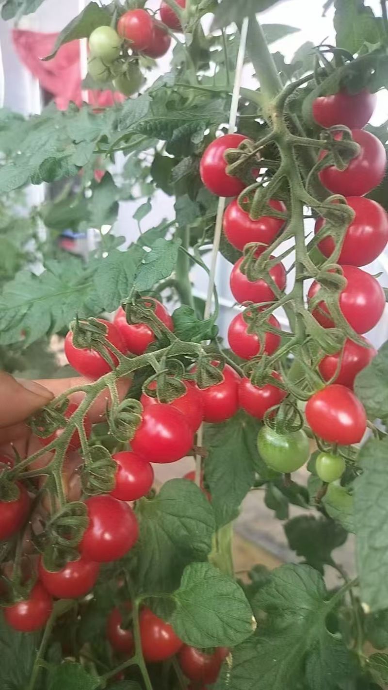 圣女果/产区直发/大量有货/欢迎选购