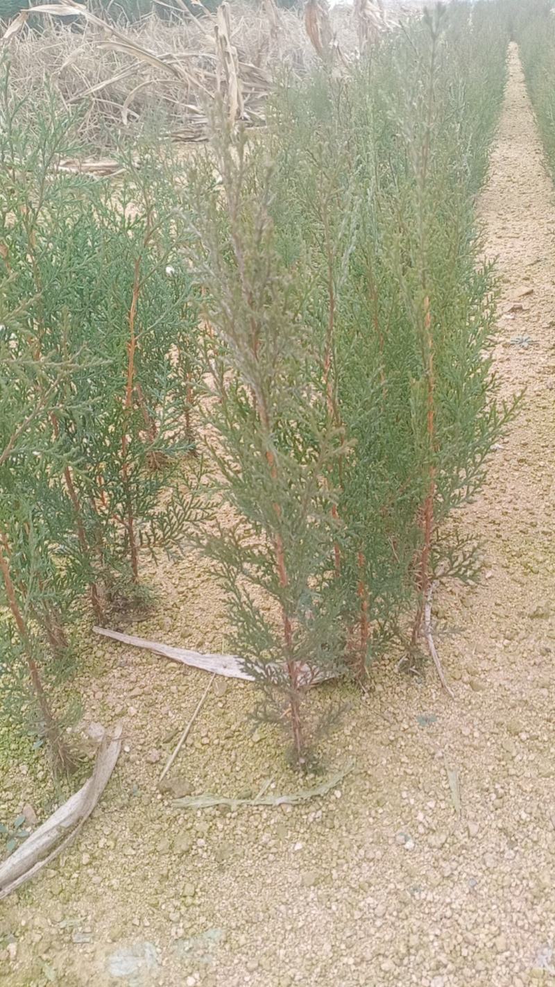 侧柏/柏树/侧柏树/各种规格20-30cm高侧柏可发全