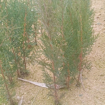 侧柏/柏树/侧柏树/各种规格20-30cm高侧柏可发全