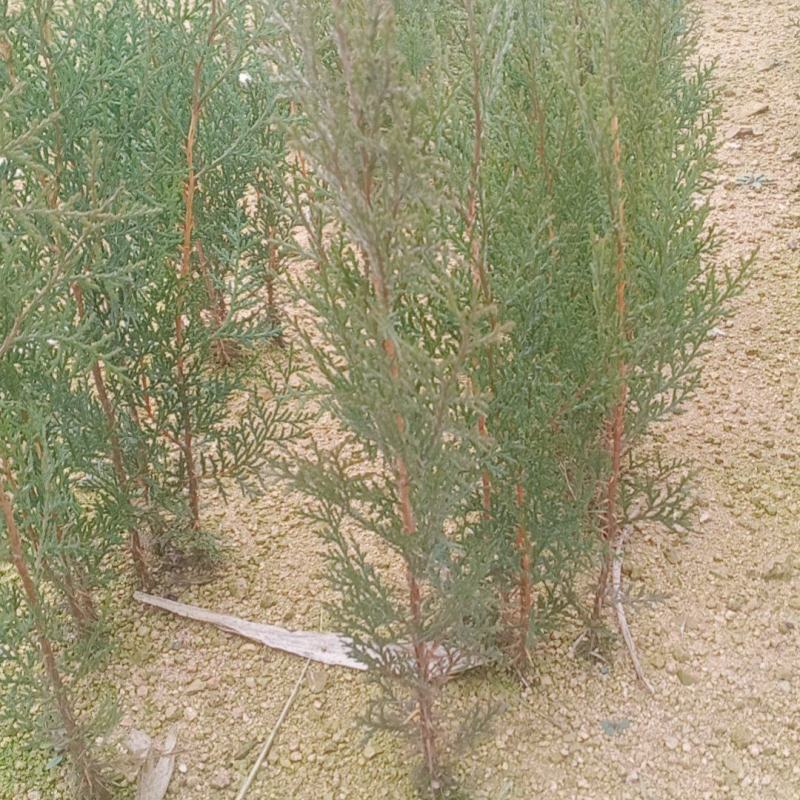 侧柏/柏树/侧柏树/各种规格20-30cm高侧柏可发全