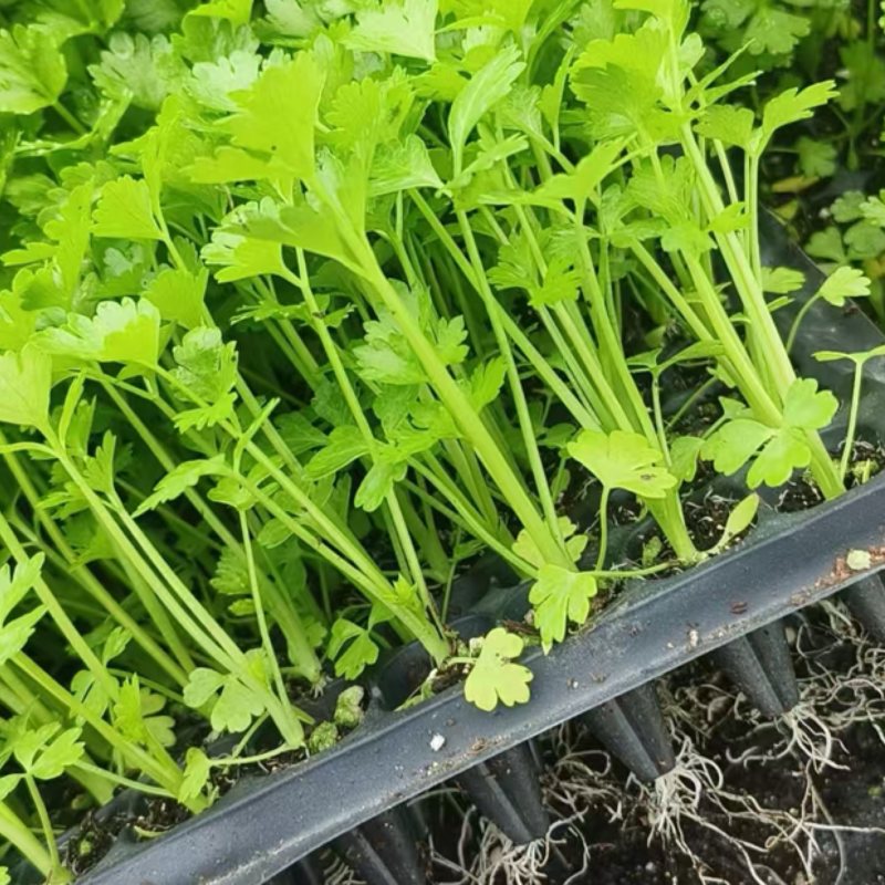 穴盘芹菜苗西芹苗法国皇后200穴盘芹菜苗，基地直发