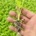 穴盘芹菜苗西芹苗法国皇后200穴盘芹菜苗，基地直发
