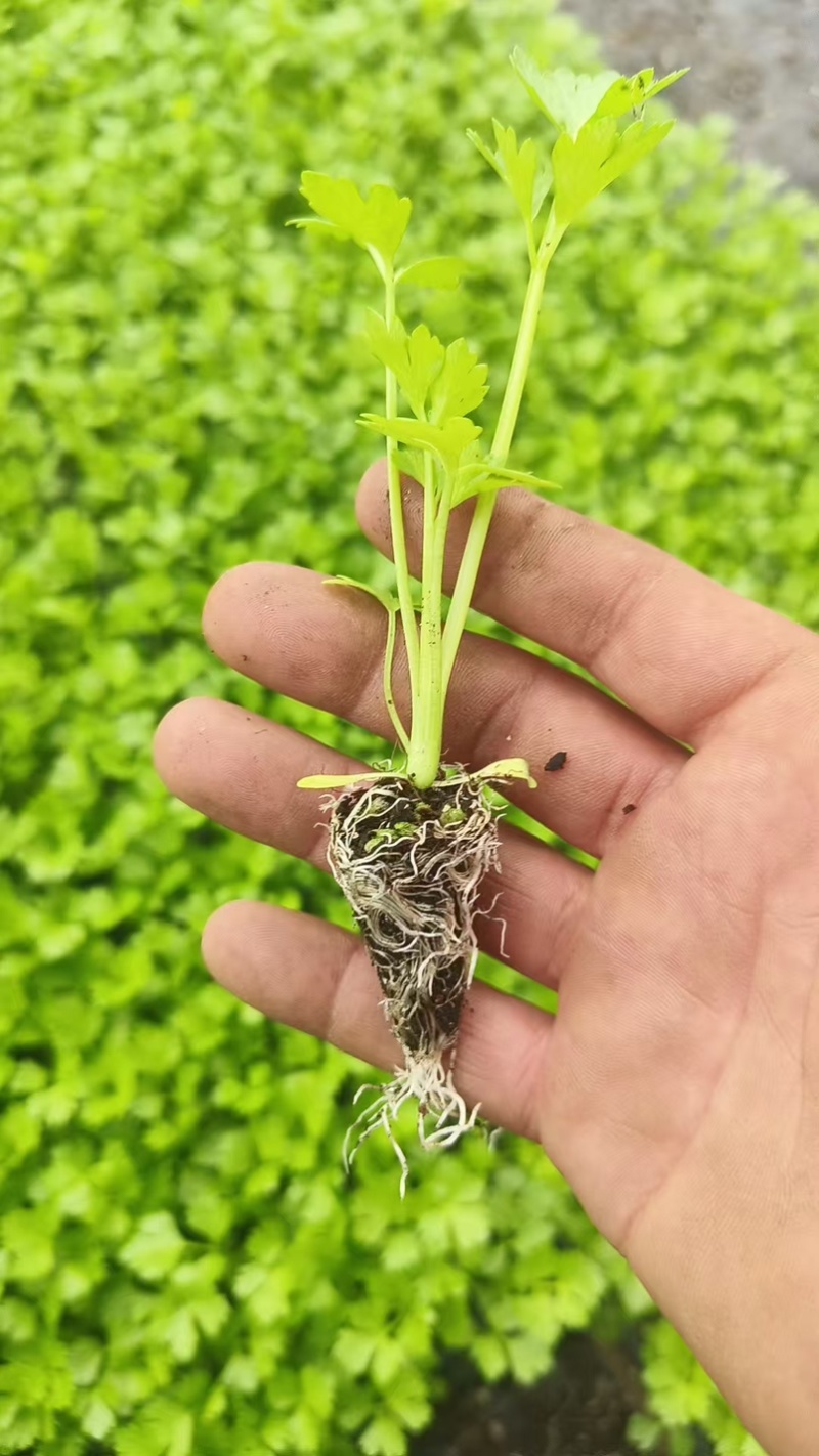 穴盘芹菜苗西芹苗法国皇后200穴盘芹菜苗，基地直发