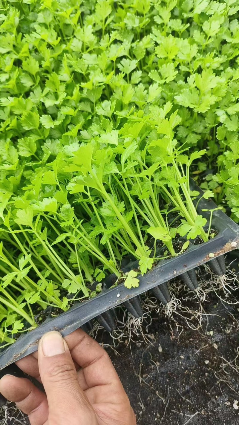 穴盘芹菜苗西芹苗法国皇后200穴盘芹菜苗，基地直发