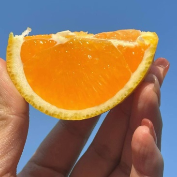 橙子