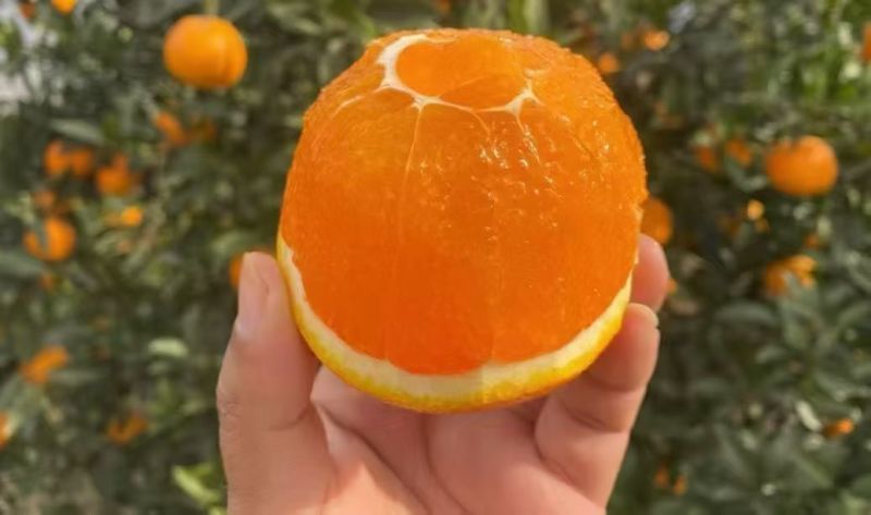 橙子
