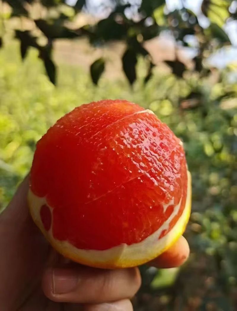 橙子