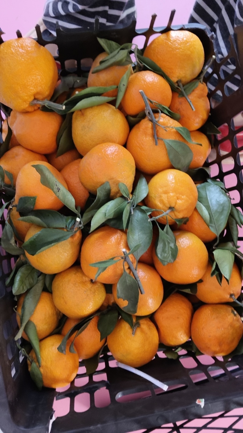 丑橘，0.99