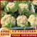 湖北精品花椰菜基地直供大量供应量大质优欢迎咨询