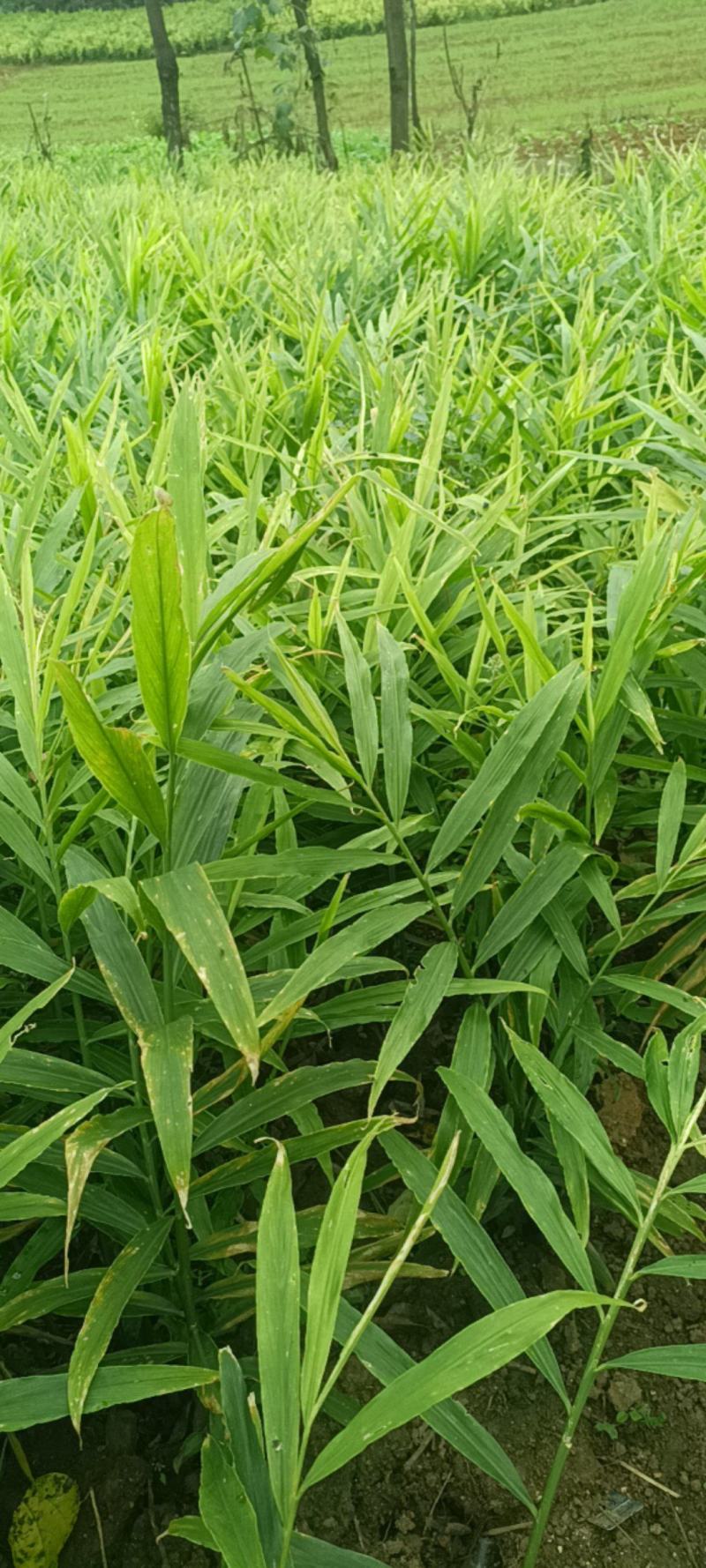 山地小黄姜