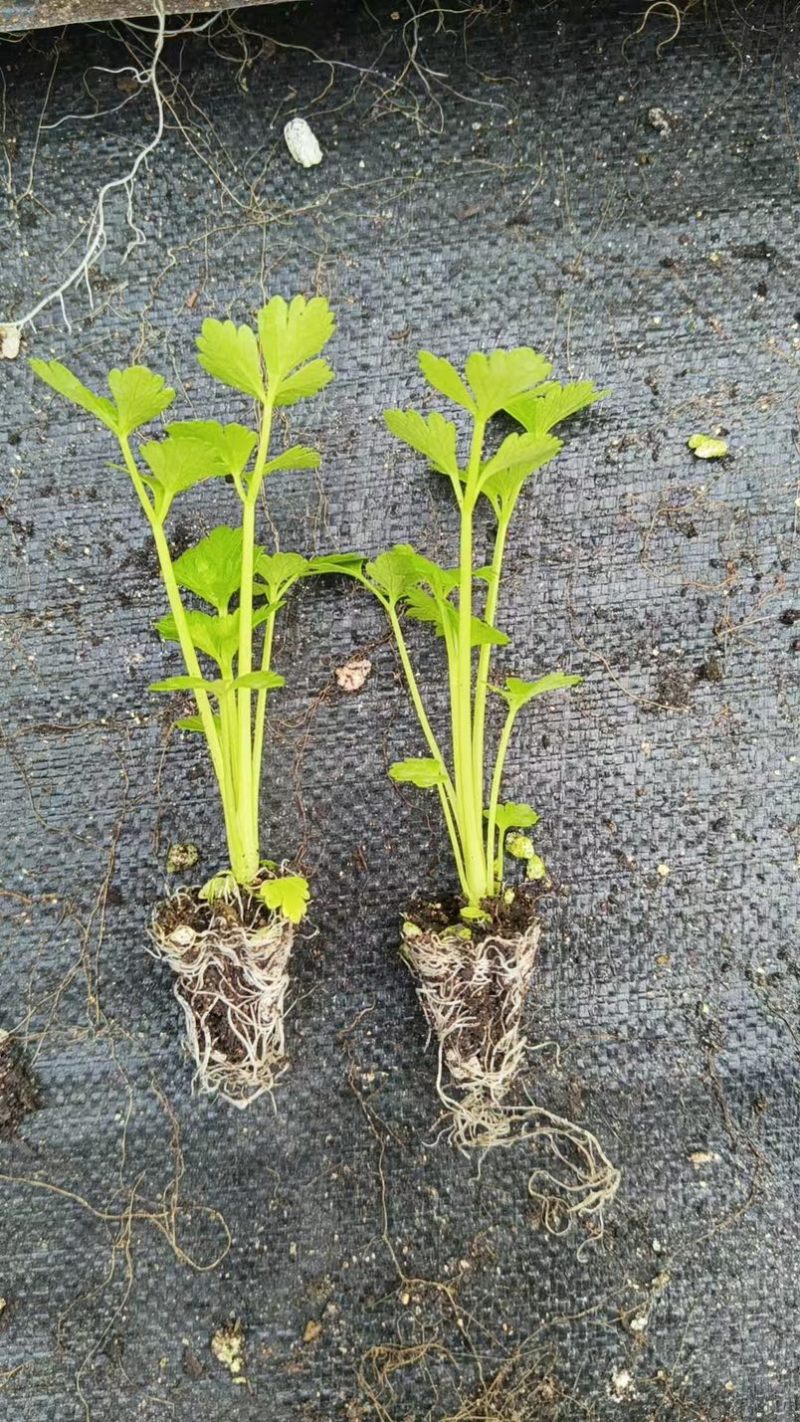 穴盘芹菜苗西芹苗法国皇后200穴盘芹菜苗，基地直发