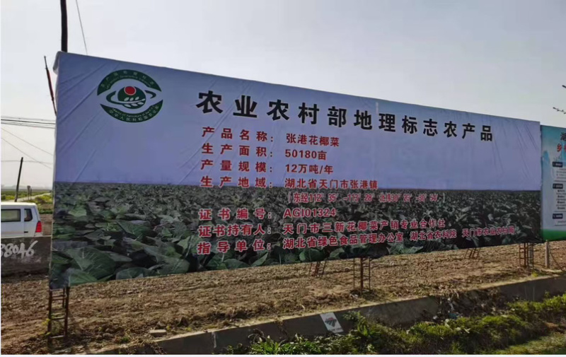 湖北精品花椰菜基地直供大量供应量大质优欢迎咨询
