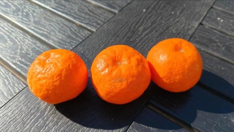 临海涌泉蜜桔